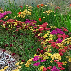 Achillea Desert Eve Collection